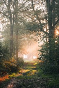 Preview wallpaper forest, path, branches, rays, sun