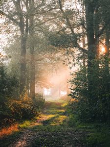 Preview wallpaper forest, path, branches, rays, sun