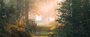 Preview wallpaper forest, path, branches, rays, sun
