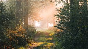 Preview wallpaper forest, path, branches, rays, sun