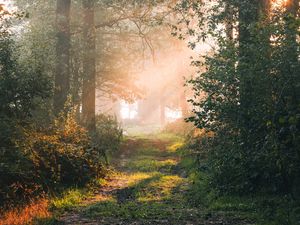 Preview wallpaper forest, path, branches, rays, sun