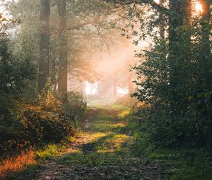 Preview wallpaper forest, path, branches, rays, sun