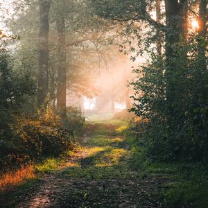 Preview wallpaper forest, path, branches, rays, sun