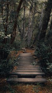 Preview wallpaper forest, path, bridge, trees, nature