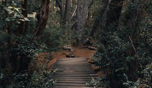 Preview wallpaper forest, path, bridge, trees, nature