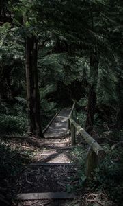 Preview wallpaper forest, path, bridge, trees, fern