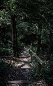 Preview wallpaper forest, path, bridge, trees, fern