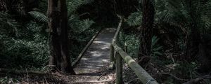 Preview wallpaper forest, path, bridge, trees, fern