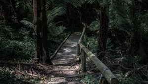 Preview wallpaper forest, path, bridge, trees, fern