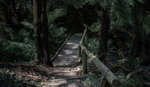 Preview wallpaper forest, path, bridge, trees, fern