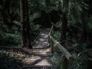 Preview wallpaper forest, path, bridge, trees, fern