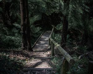 Preview wallpaper forest, path, bridge, trees, fern