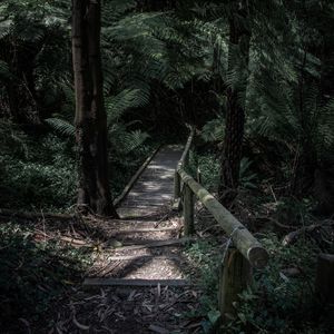 Preview wallpaper forest, path, bridge, trees, fern