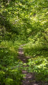 Preview wallpaper forest, path, bushes, leaves, nature