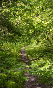 Preview wallpaper forest, path, bushes, leaves, nature