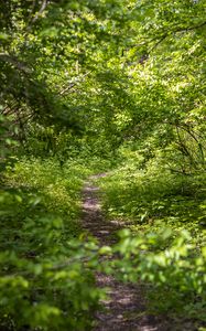 Preview wallpaper forest, path, bushes, leaves, nature