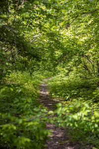 Preview wallpaper forest, path, bushes, leaves, nature