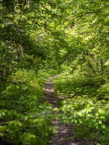 Preview wallpaper forest, path, bushes, leaves, nature