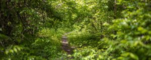 Preview wallpaper forest, path, bushes, leaves, nature
