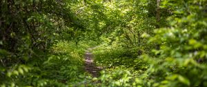 Preview wallpaper forest, path, bushes, leaves, nature