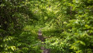 Preview wallpaper forest, path, bushes, leaves, nature