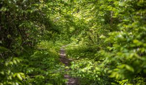 Preview wallpaper forest, path, bushes, leaves, nature