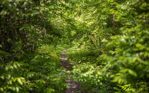 Preview wallpaper forest, path, bushes, leaves, nature