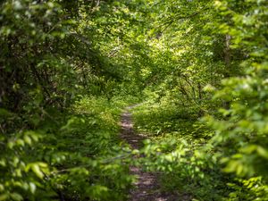 Preview wallpaper forest, path, bushes, leaves, nature