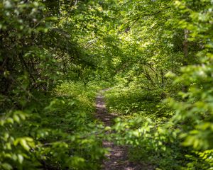Preview wallpaper forest, path, bushes, leaves, nature