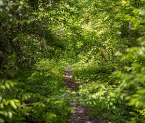 Preview wallpaper forest, path, bushes, leaves, nature