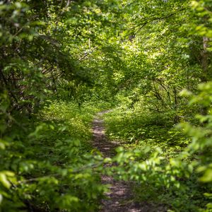 Preview wallpaper forest, path, bushes, leaves, nature