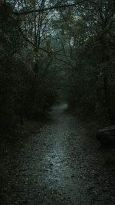 Preview wallpaper forest, path, dark, gloomy, nature