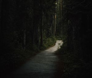 Preview wallpaper forest, path, dark, trees