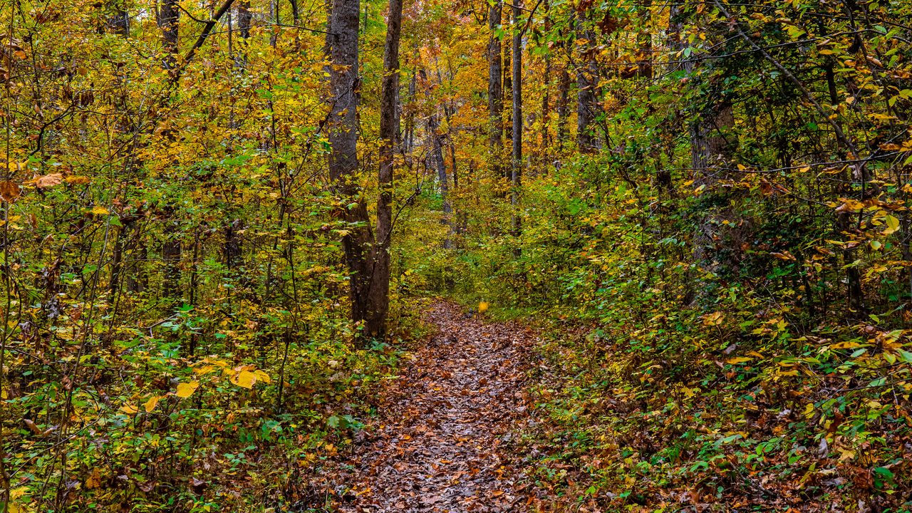 Wallpaper forest, path, fallen leaves, autumn, nature