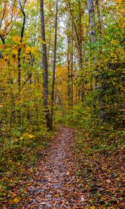 Preview wallpaper forest, path, fallen leaves, autumn, nature