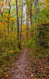 Preview wallpaper forest, path, fallen leaves, autumn, nature