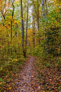 Preview wallpaper forest, path, fallen leaves, autumn, nature