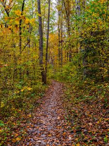 Preview wallpaper forest, path, fallen leaves, autumn, nature