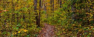 Preview wallpaper forest, path, fallen leaves, autumn, nature