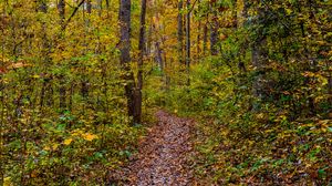 Preview wallpaper forest, path, fallen leaves, autumn, nature
