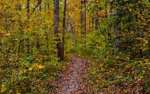 Preview wallpaper forest, path, fallen leaves, autumn, nature