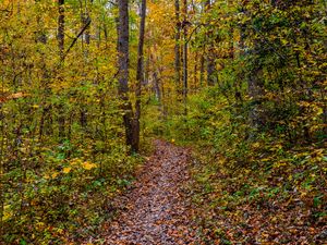 Preview wallpaper forest, path, fallen leaves, autumn, nature