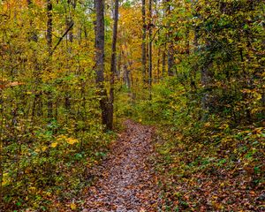 Preview wallpaper forest, path, fallen leaves, autumn, nature