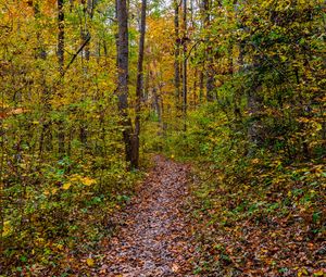 Preview wallpaper forest, path, fallen leaves, autumn, nature