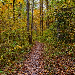 Preview wallpaper forest, path, fallen leaves, autumn, nature