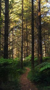 Preview wallpaper forest, path, fern, trees