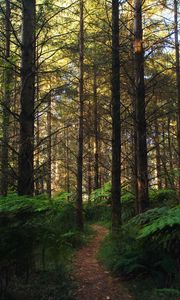 Preview wallpaper forest, path, fern, trees