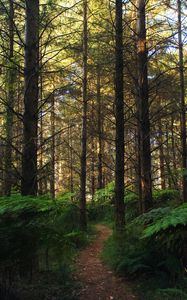 Preview wallpaper forest, path, fern, trees