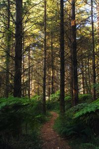 Preview wallpaper forest, path, fern, trees