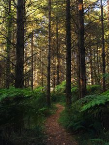 Preview wallpaper forest, path, fern, trees